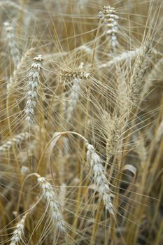 Ears of wheat growing in the field. The concept of harvesting.