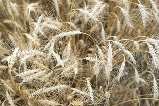 Ears of wheat growing in the field. The concept of harvesting.