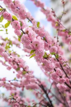 Beautiful sprigs of blooming terry sakura