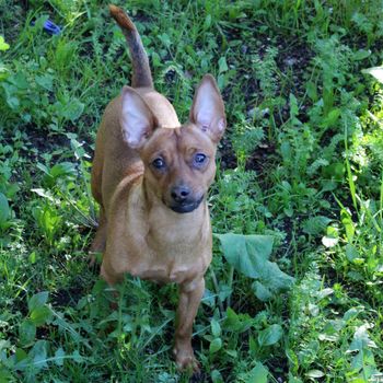 A brown Chihuahua walks on the grass in the park..