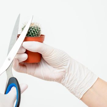 Human hands in protective gloves cutting thorn of cactus by scissors on white background