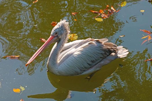 A pink pelican swims on the pond. Large waterfowl of the pelican genus of the pelican family of the pelican-like order