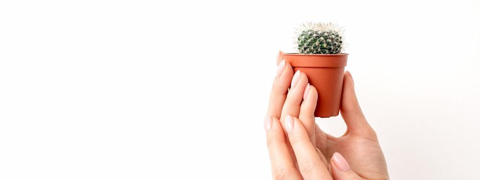 Female hand holding nice small green cactus in flower pot on white background with copy space