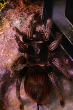 View from above on a large beautiful poisonous spider