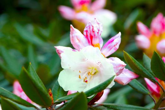 Close-up of flowering rhododendron branches in the park in the spring