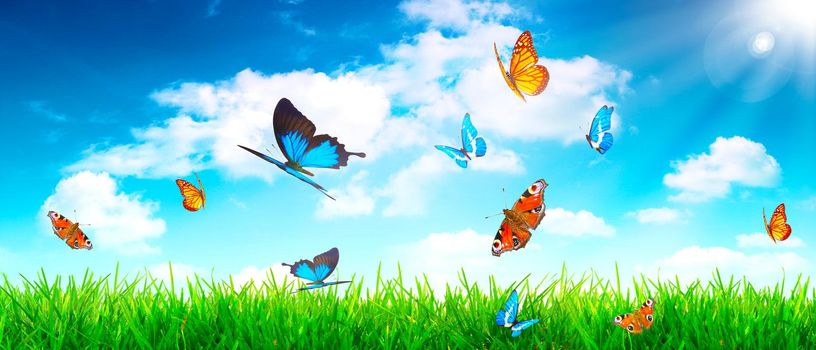 Flying butterfly in spring morning. Panoramic view.
