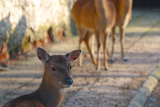 Close-up of a small young deer in the wild