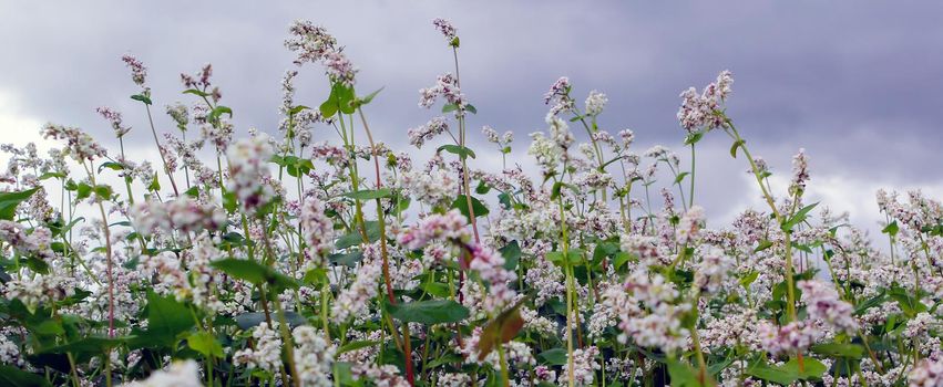 Buckwheat, Fagopyrum esculentum, Japanese buckwheat and silverhull buckwheat blooming on the field. Close-up flowers of buckwheat