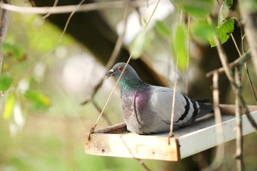 Close up of a resting mourning dove, showing beautiful detail of it's feathers, black pearly eye and black wing marks. Background is blurred out to draw attention to the dove next to a bird feeder.