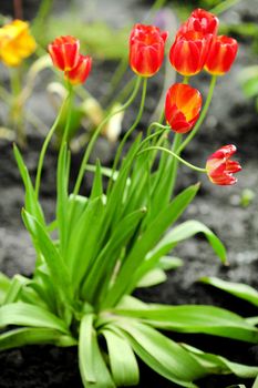 red tulips flowers blooming in a garden