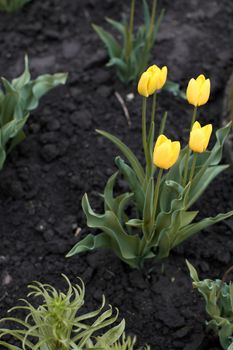 a lot of yellow tulips on a flowerbed in a park