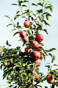 Ripe apples on the tree