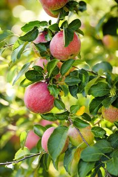 Ripe apples on the tree