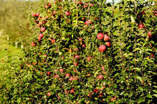 Red apples on apple tree branch.