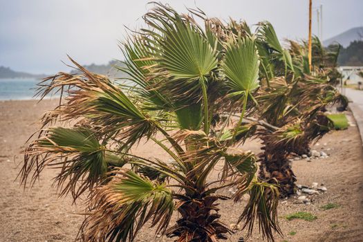 Tropical storm, heavy rain and high winds in tropical climates. Palm trees swaying in the wind from a tropical storm.