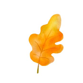 Watercolor oak tree leaf isolated on white background. Autumn Drawing of plant.