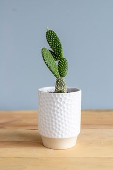 Microdasys bunny ears cactus in a ceramic pot