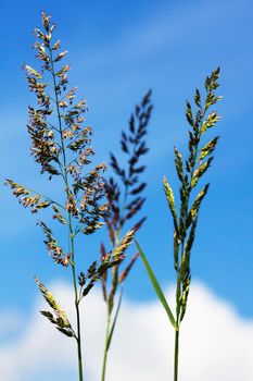 A close up of bulbous oat grass in bloom. Behind the grass there is a blue sky.