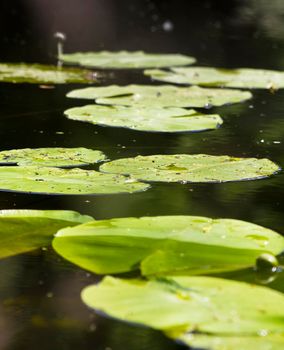 A picture of a yellow water lily leafs.