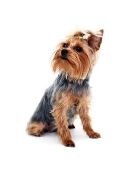 Alone funny puppy yorkshire terrier on white background