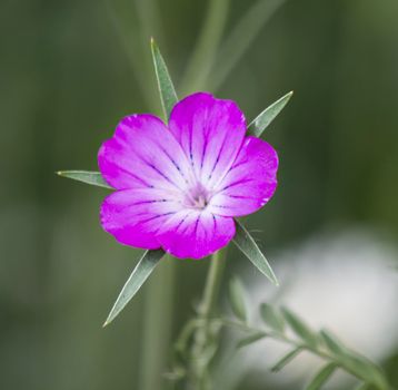 A close up picture of a corn cockle. The single flower is blooming