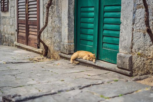 Montenegro cats. Scenic panorama view of the historic town of Risan at famous Bay of Kotor on a beautiful sunny day with blue sky and clouds in summer, Montenegro, southern Europe.