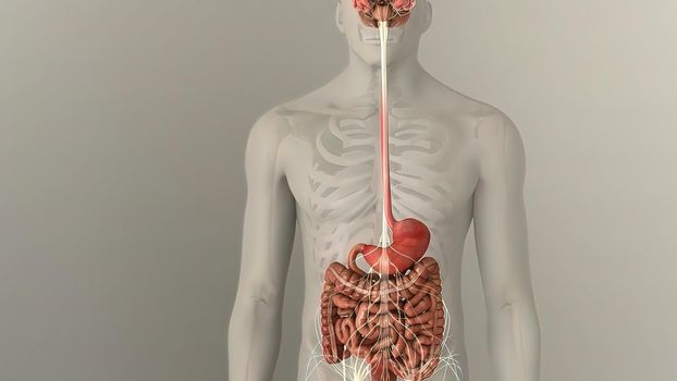 People are most familiar with the bodys central nervous system, which is made up of the brain and spinal cord.3d illustration