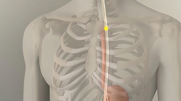 People are most familiar with the bodys central nervous system, which is made up of the brain and spinal cord.3d illustration