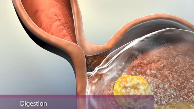 After food enters your stomach, the stomach muscles mix the food and liquid with digestive juices. The stomach slowly empties its contents, called chyme, into your small intestine. 3d illustration