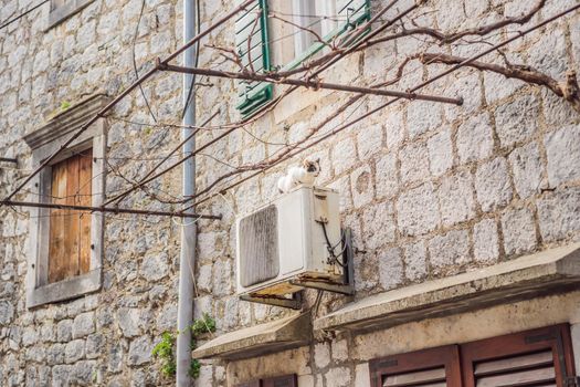 Montenegro cats. Scenic panorama view of the historic town of Risan at famous Bay of Kotor on a beautiful sunny day with blue sky and clouds in summer, Montenegro, southern Europe.