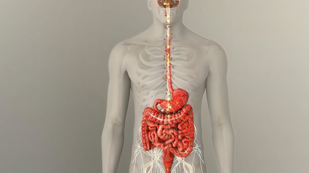 People are most familiar with the bodys central nervous system, which is made up of the brain and spinal cord.3d illustration