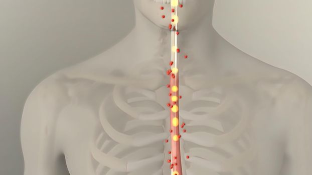 People are most familiar with the bodys central nervous system, which is made up of the brain and spinal cord.3d illustration