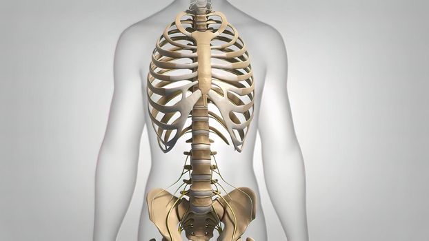 Spinal cord, disc and nervous system 3D illustration