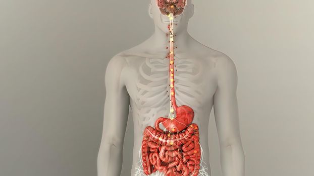 People are most familiar with the bodys central nervous system, which is made up of the brain and spinal cord.3d illustration