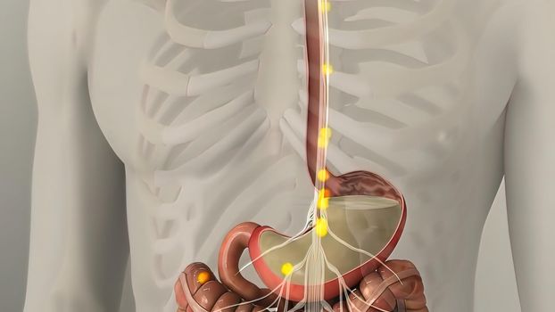 People are most familiar with the bodys central nervous system, which is made up of the brain and spinal cord.