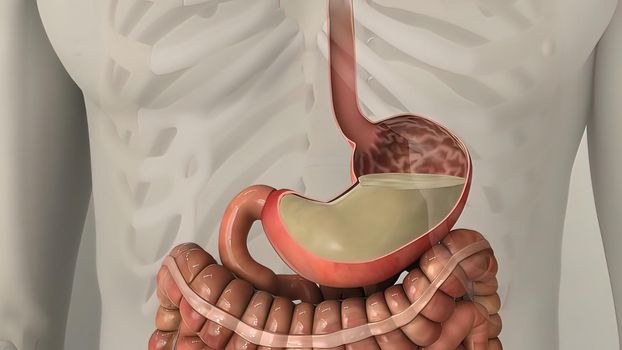 People are most familiar with the bodys central nervous system, which is made up of the brain and spinal cord.3d illustration