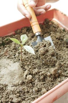 gardening tools and plant on a table with copy space .