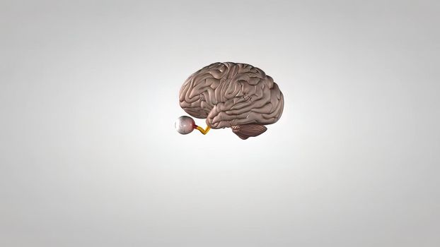 showing the central nervous system, including the brain and eyes, and then transitions to high electrical activity approximation via neurotransmitters and action potentials 3D illustration