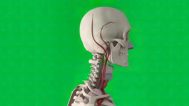 The skull is a bone structure that forms the head in vertebrates. 3D illustration