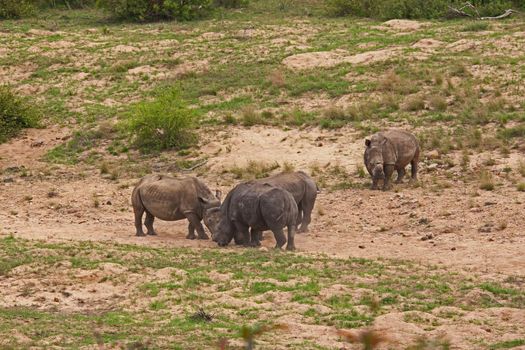 Dehorned White Rhino (Ceratotherium simum)  in Kruger National Park. South African National Parks dehorn rhinos in an attempt curb poaching