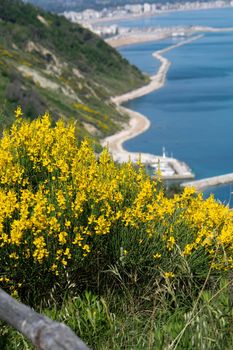 San Bartolo regional park Marche region - broom trees and transparent green sea water.