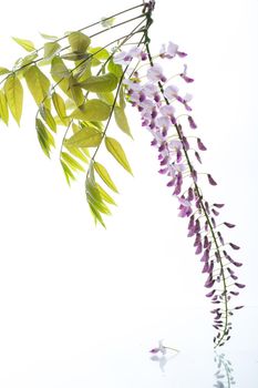 Branch of beautiful spring blooming Wisteria, isolated on white background