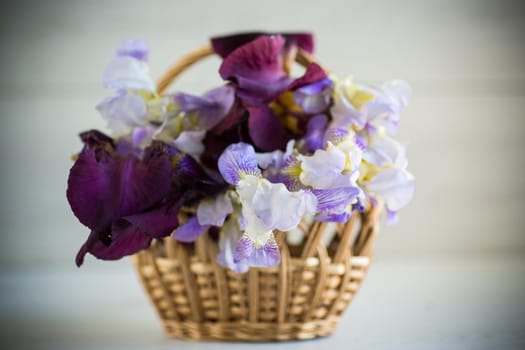 bouquet of beautiful blooming iris flowers on a light wooden background