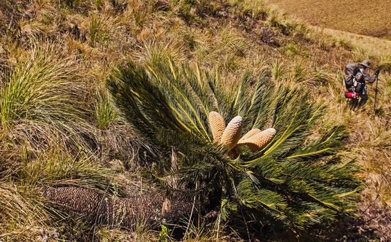 The White-haired Cycad (Encephalartos friderici-guilielmi) is endemic to the Drakensberg range in South Africa
