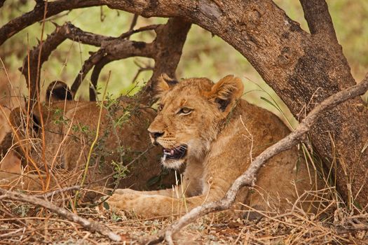 A group of sub-adult lion (Panthera leo) resting in the shade of a small tree on a very hot day in Kruger National Park. South Africa