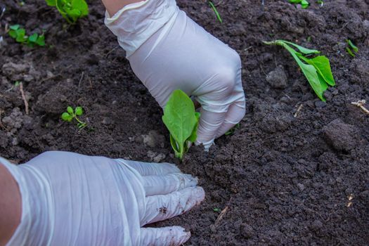 The hands of an elderly woman hold the soil with a young plant. Planting seedlings in the ground. There is a spatula next to it. The concept of nature conservation and agriculture. selective focus