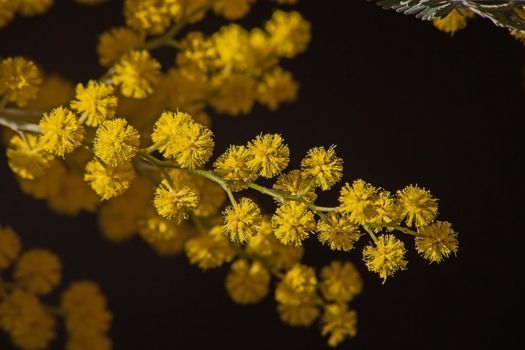 Macro image of the bright yellow flowers of the Black Wattle (Acasia mearnsii)