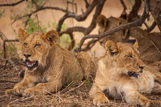 A group of sub-adult lion (Panthera leo) resting in the shade of a small tree on a very hot day in Kruger National Park. South Africa