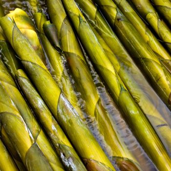  bamboo shoot boil in hot water