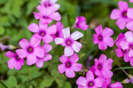 Macro detail shot of Purple flowers in the meadow at spring